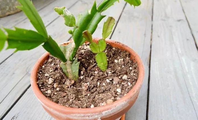 蟹爪兰一年开2次花的技巧还能用玻璃罐子繁殖