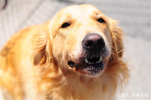 金毛下眼睑外翻发红,金毛内眼睑翻起来