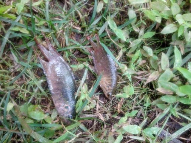 这种鱼吃蚊子幼虫,农村水沟中最常见!现作为观