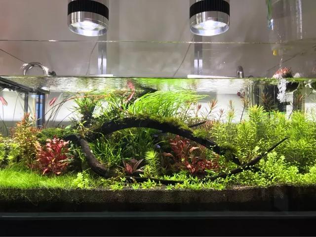 草缸造景:使用“神灯”也要讲求方法