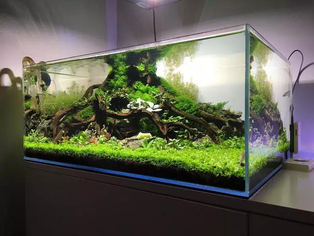 草缸造景:这个无水启动的草缸加水就成景了