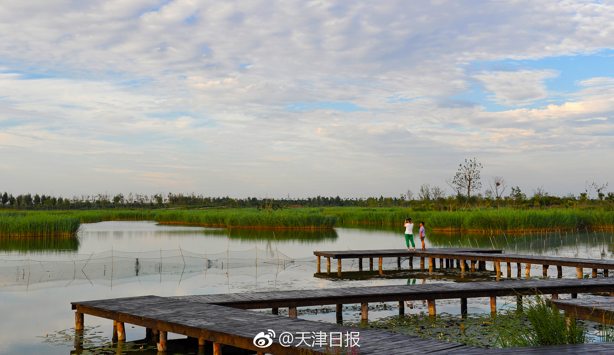 团泊湖生态湿地呈现靓丽风景