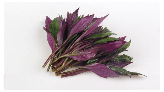 你知道血皮菜吗?它到底能不能吃?