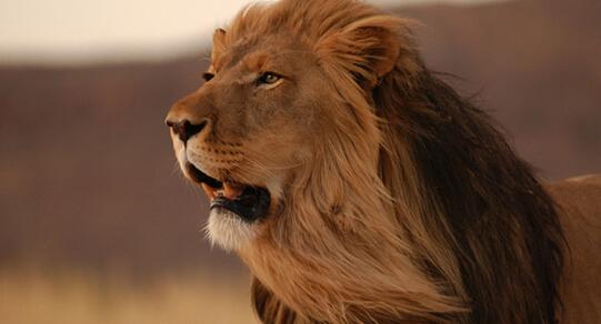 嚣张鬣狗群抢夺母狮食物, 雄狮霸气上场一招致