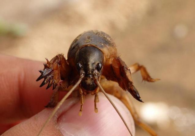 农村常见的蝲蝲蛄能吃吗?有什么好的作用