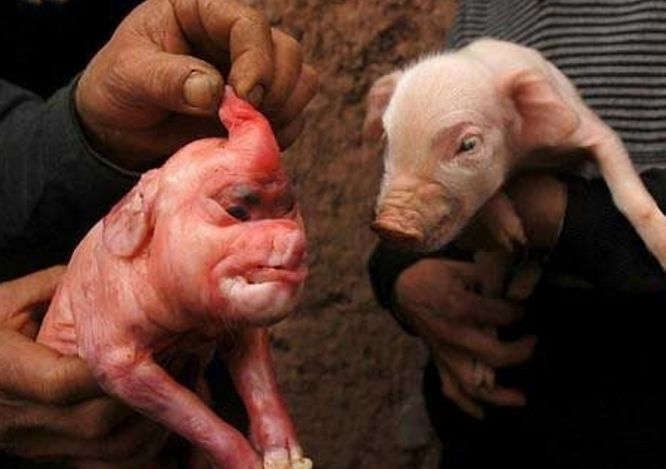 母猪生下怪胎猪宝宝,被扔到了村口,结果又被自家孩子给捡了回来