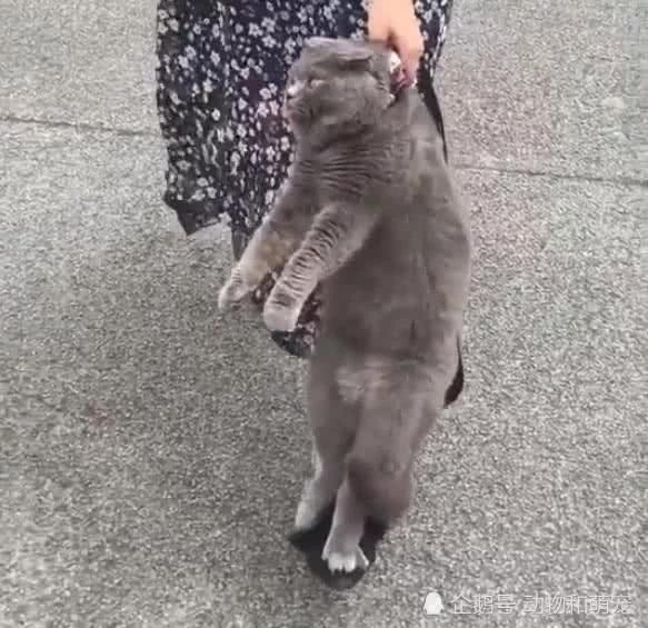 小猫遛弯后不愿回家愤怒的女主人提着就走这表情太搞笑了