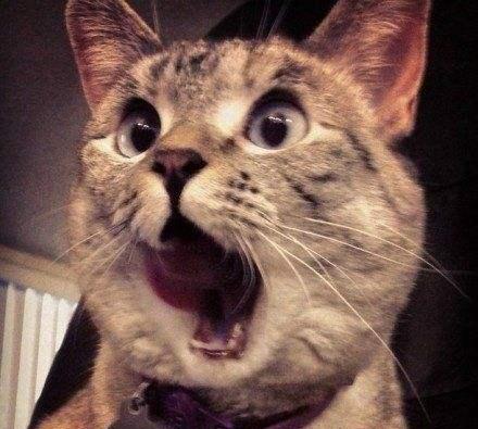 猫咪各种经典搞笑的表情包图集!不收藏太可惜了……