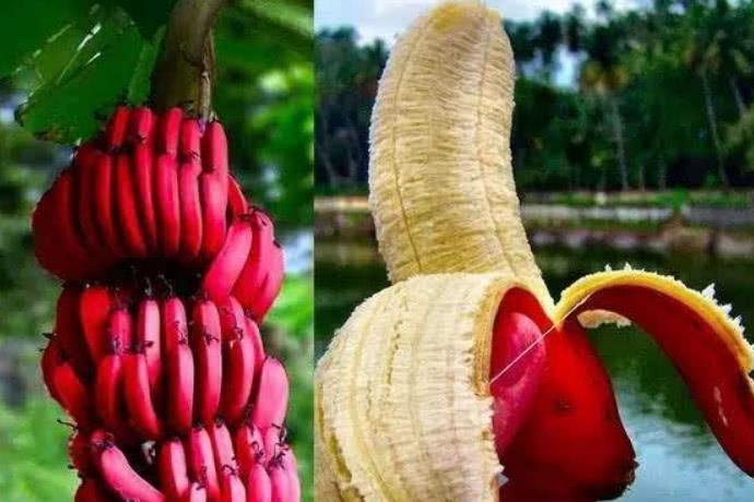 世界上最贵的五种水果，第二种一生只结一次果，要等7年才能吃!