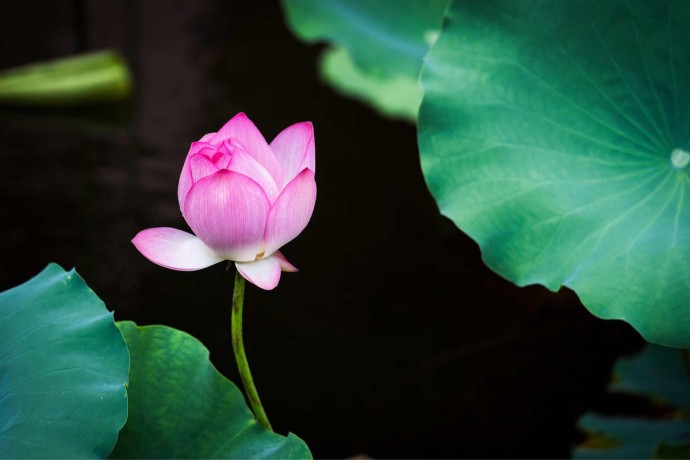 细雨婆娑梦渐凉,西风乍起乱秋裳