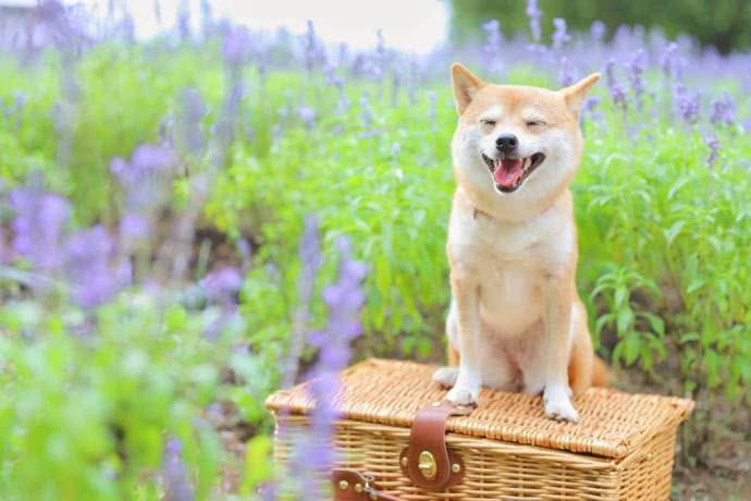 一组爱笑柴犬表情头像合集头像包猫和老鼠表情图片图片