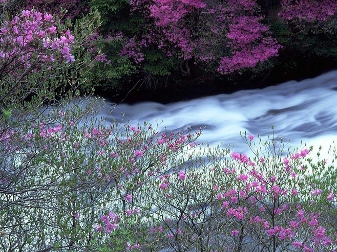 门外落花流水,日暖杜鹃声碎