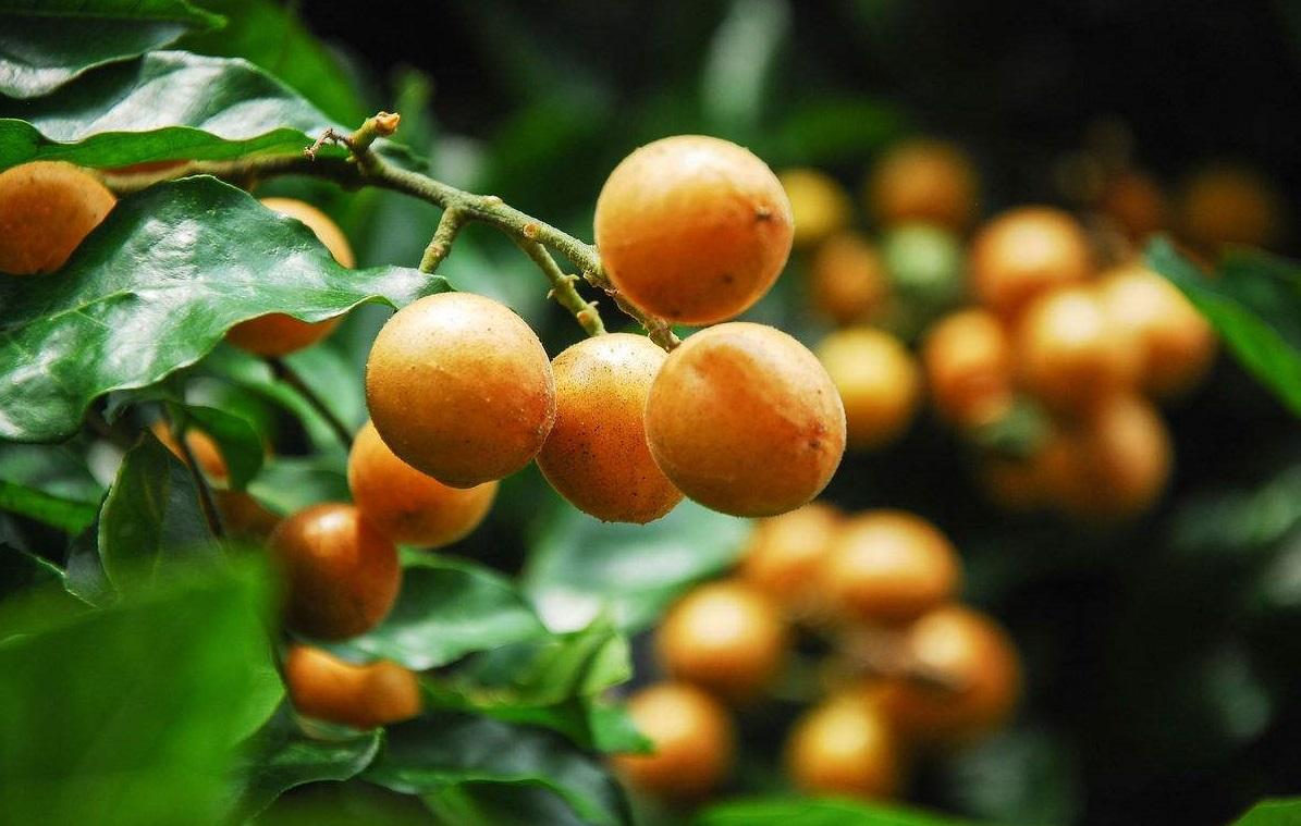 这种水果虽然有些苦,但可以降火、助消化,特别