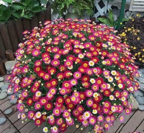 自己在家制作花卉营养土, 各种材料配置比例要