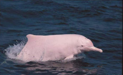 耗时8年建成的港珠澳大桥, 又偷偷做了一件事