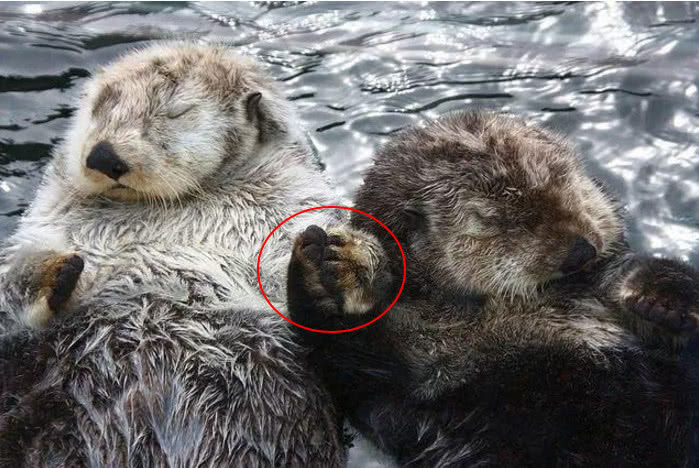 海獭对满身刺的海胆情有独钟 其实它们是在拯救海洋!