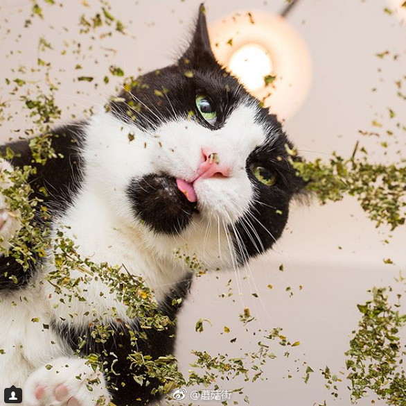 对于猫咪来说，猫薄荷简直就是兴奋剂一样的存在