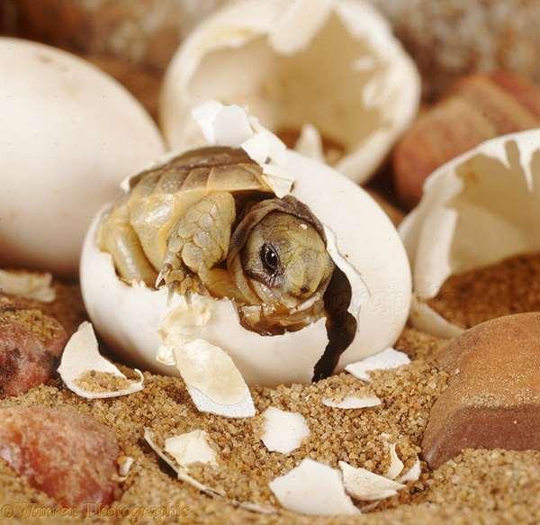 这颗乌龟蛋不断颤抖,像有东西要冲出来似,他打开一看惊呆了!