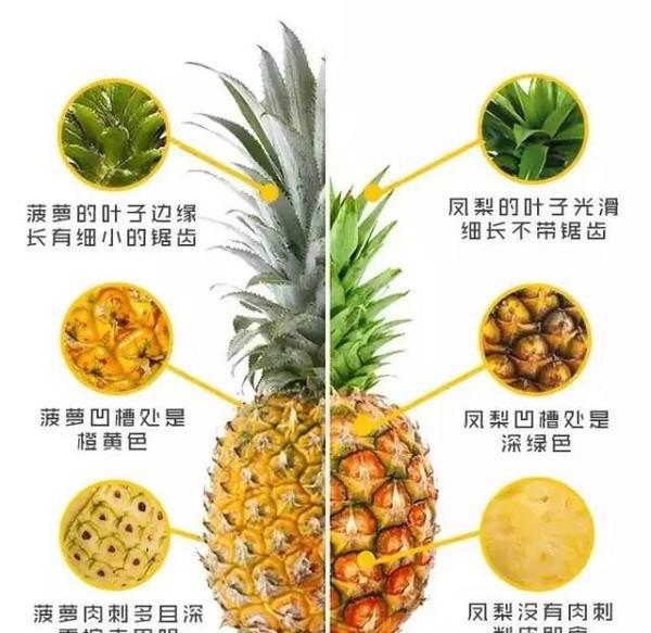 吃了那么多年, 菠萝和凤梨的区别是? 快速科普, 以后别说不知道了