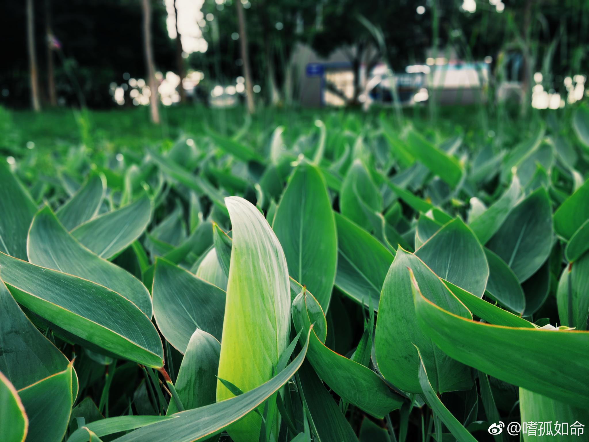 时光匆匆独白,将颠沛磨成卡带。