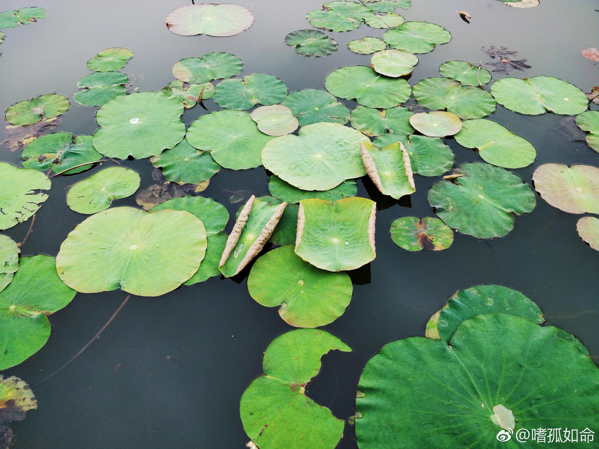 时光匆匆独白,将颠沛磨成卡带。