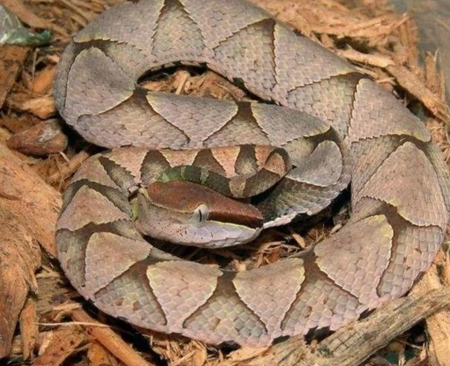 农村大叔山上被五步蛇咬伤,本以为命不久矣,结