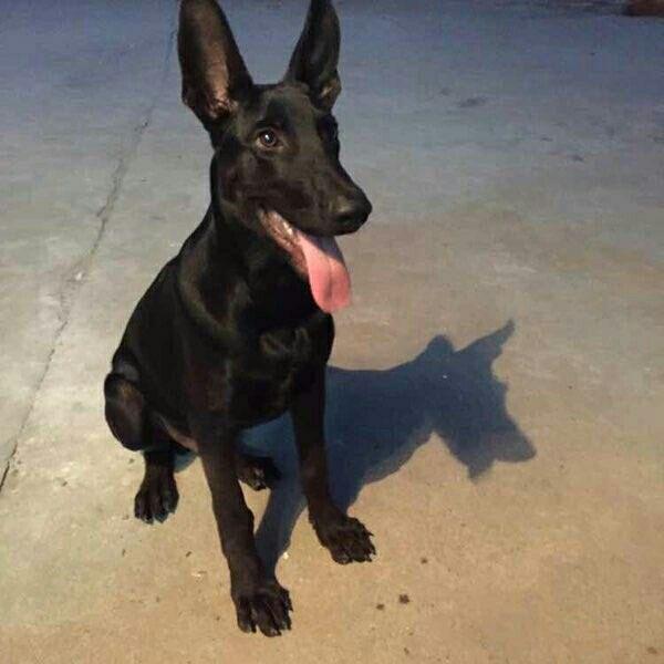 你是否知道纯种黑狼犬标准是什么