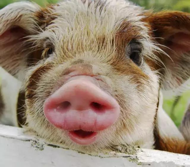 宠物小猪的快乐生活陪女主人逛旧货市场,不爱去肉市场!