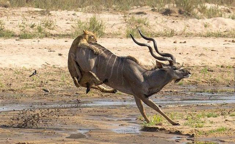 狮子捕猎羚羊花了九牛二虎之力,享受美食之际的场景,有点懵