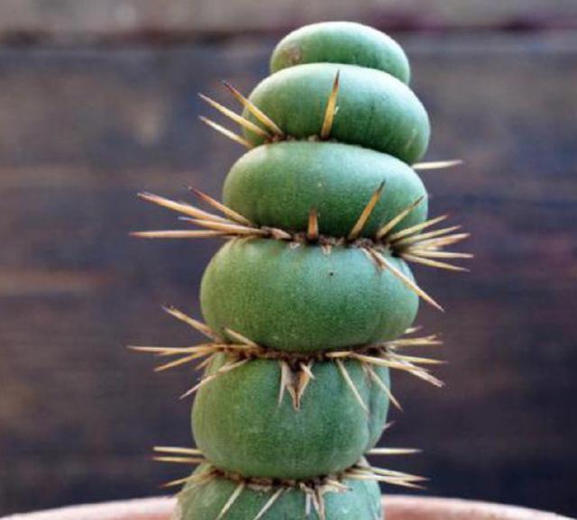 绿色的麻花还带刺,这种多肉植物最丑,像个直立