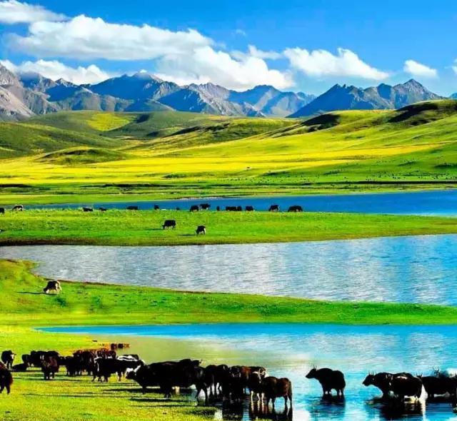 中国哪个草原最漂亮? 最值得一去?