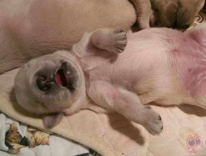 意外捡到一只刚出生几天的小奶狗,睡觉流口水的样子十分可爱