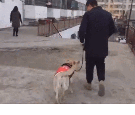 测狗狗忠心假装卖狗,当把狗狗卖掉离开后,狗狗的举动让女子欣慰