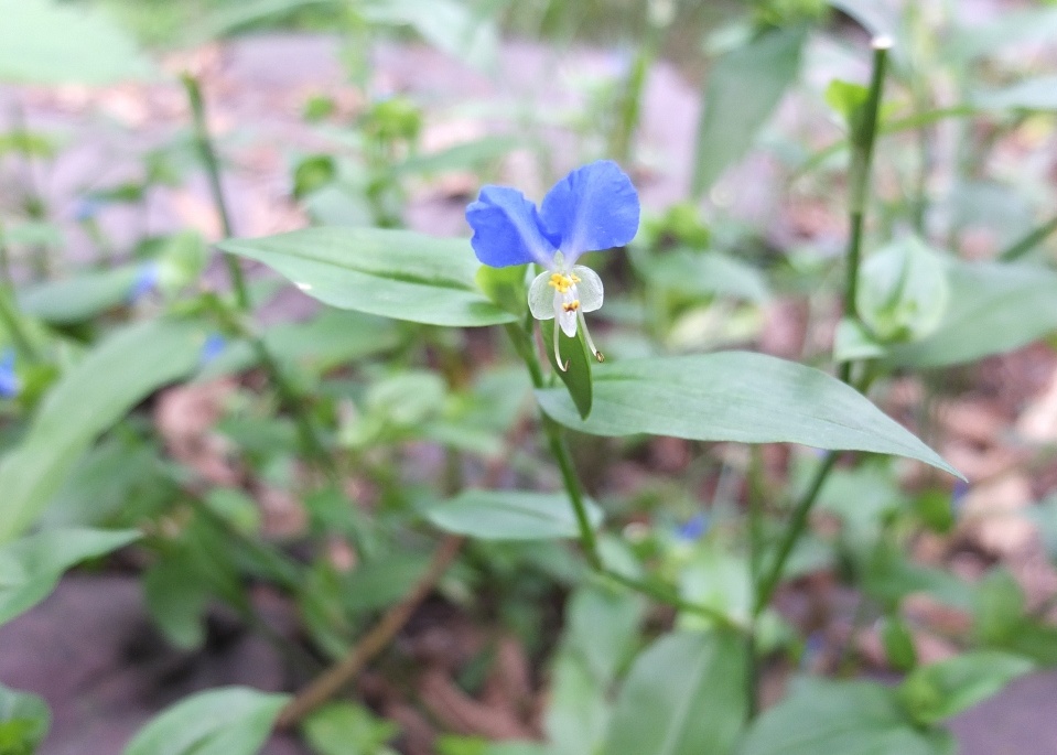 农田里常见杂草,花开只有2瓣,晒干后能泡茶喝,是降血压良药