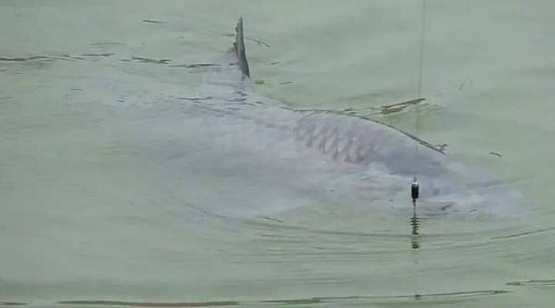 李大毛老师钓获150斤大青鱼,掌握这些技巧你也