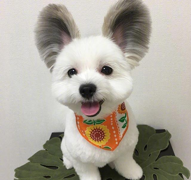 马尔济斯和蝴蝶犬的混血儿:米老鼠