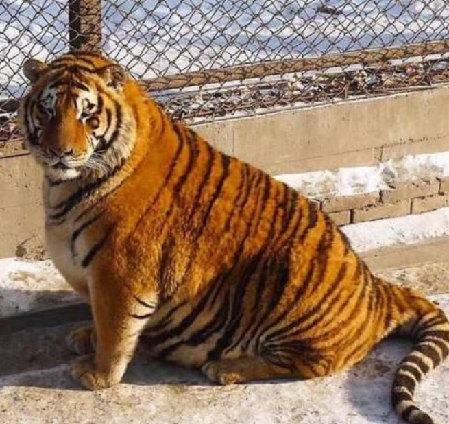 这还是百度上的东北虎吗?这还是动物世界里霸气外漏的东北虎?