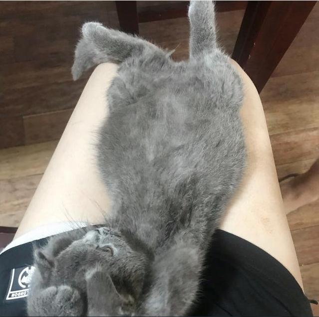 捡到肚子很大像怀孕的猫咪,送去医院检查,才知道原来