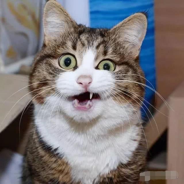 一只拥有丰富表情的猫咪,仅仅三岁就好像历尽猫生百态