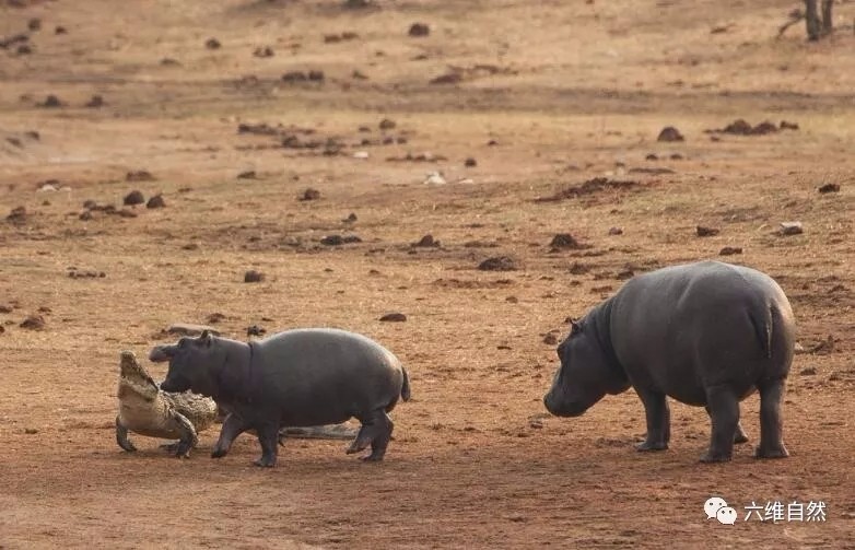 岸上大鳄鱼被小河马欺负,追赶到水里,母河马却