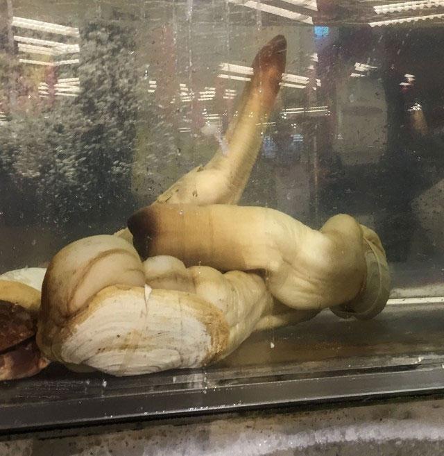 吃啥补啥,因为像那啥,象拔蚌差点被吃灭绝!