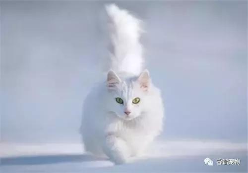 为什么要给猫咪做绝育?