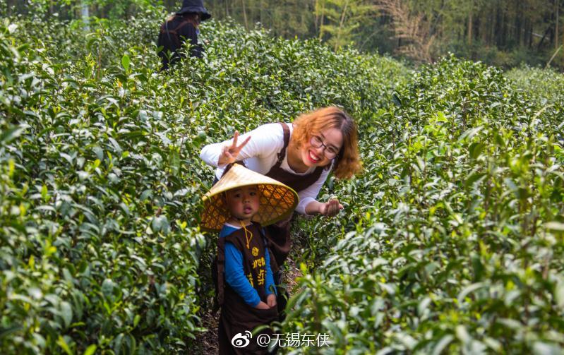 宜兴太华,萌娃采茶忙.阳羡绿茶 美名扬