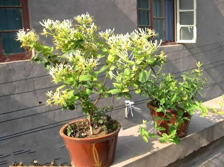 平时给绿植吃片维生素C,可以让花卉根壮叶绿