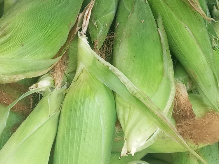 花坝糯包谷(玉米)说好吃完饭早点从花坝返程,结果大家被席间上了这里