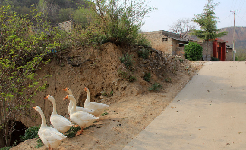 岁大妈养牛种地年收入2万多,挣下钱全给了跑货