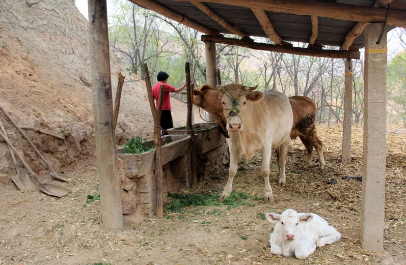 岁大妈养牛种地年收入2万多,挣下钱全给了跑货