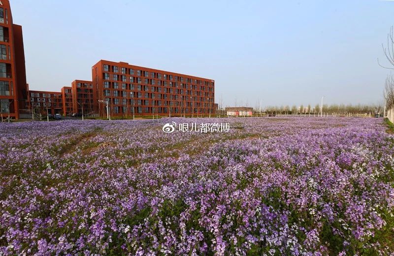 周日见 | 南开梨花开，春会待君来