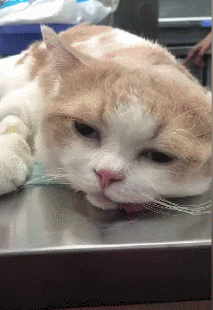 做完绝育的橘猫生无可恋地躺在手术台上,委屈的样子好