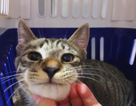 带小奶猫去打针,半个小时后变身成豹子,主人一